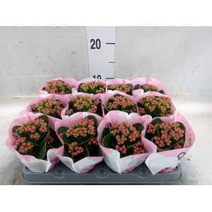 Kalanchoe  'RoseFlow Katie'
