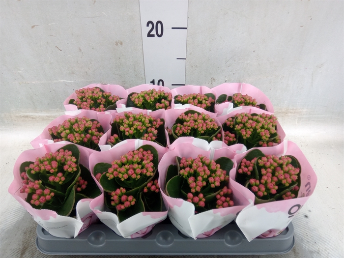 <h4>Kalanchoe  'RoseFlow Katie'</h4>