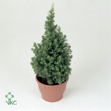 CHAMAECYPARIS THYOIDES EXCELLENT PO