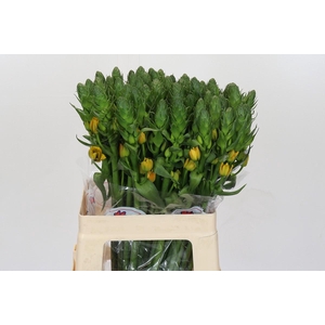 Ornithogalum Dubium Gold Star