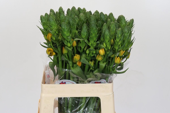 <h4>Ornithogalum Dubium Gold Star</h4>