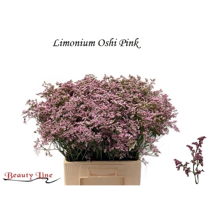 <h4>Lim Safora Oshi Pink</h4>