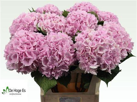 <h4>Hydr M Verena Rose</h4>
