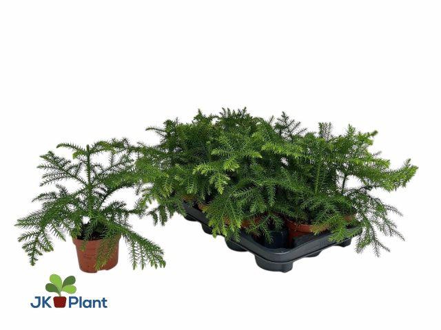 <h4>ARAU HETEROPHYL P10</h4>