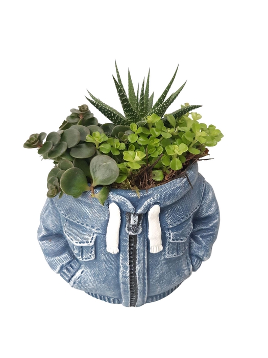 <h4>Arr.   Kamerplant Groen L%</h4>