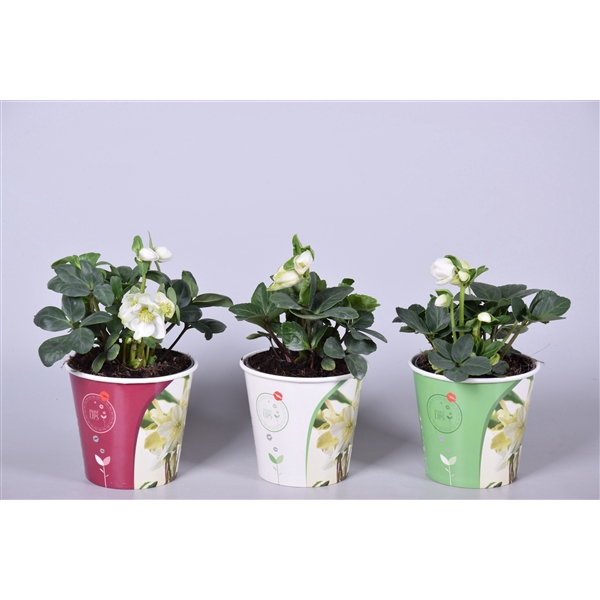 <h4>Helleborus niger 'Christmas Carol'</h4>