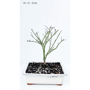 acer palmatum little princess 25cm.