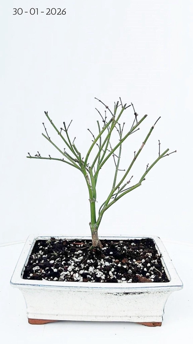 <h4>acer palmatum little princess 25cm.</h4>