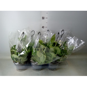 Scindapsus pictus 'Argyraeus'