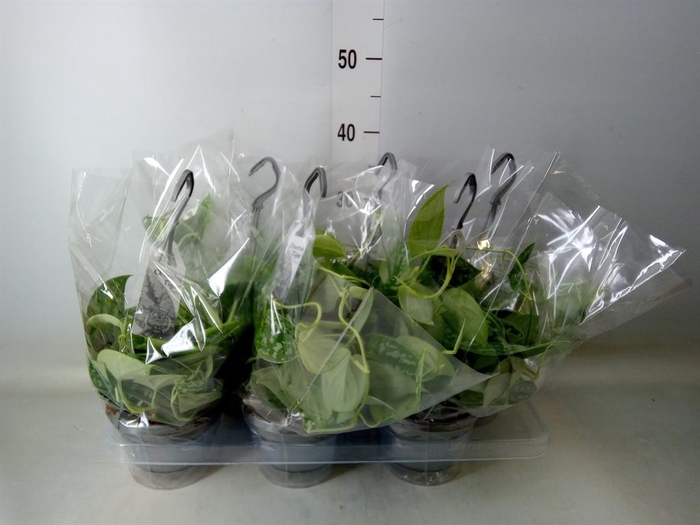 <h4>Scindapsus pictus 'Argyraeus'</h4>