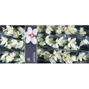 Cymbidium White Crystal