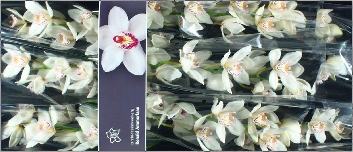 <h4>Cymbidium White Crystal</h4>