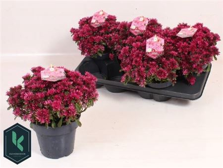 <h4>Sedum Spu Spot D Ros</h4>