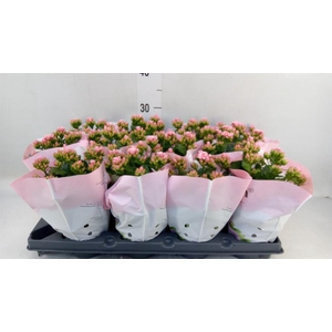Kalanchoe blos.   ..rosebud