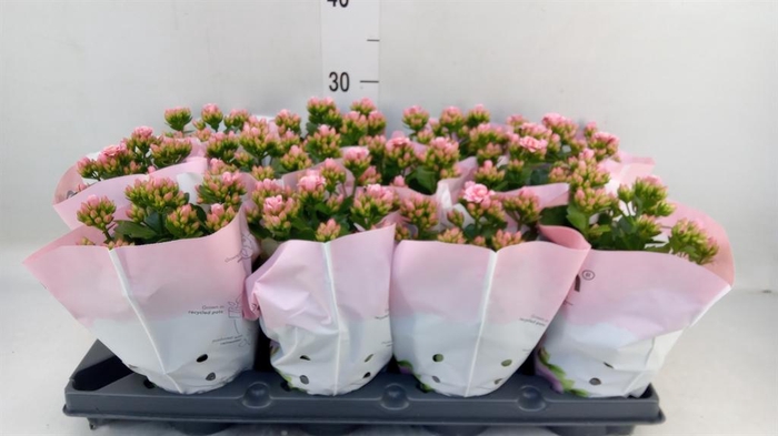 <h4>Kalanchoe blos.   ..rosebud</h4>