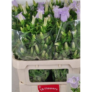 Camp M Champion Lavendel