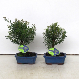 syzygium buxifolium, 15 cm broom, without driptray