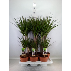 Dracaena marg.