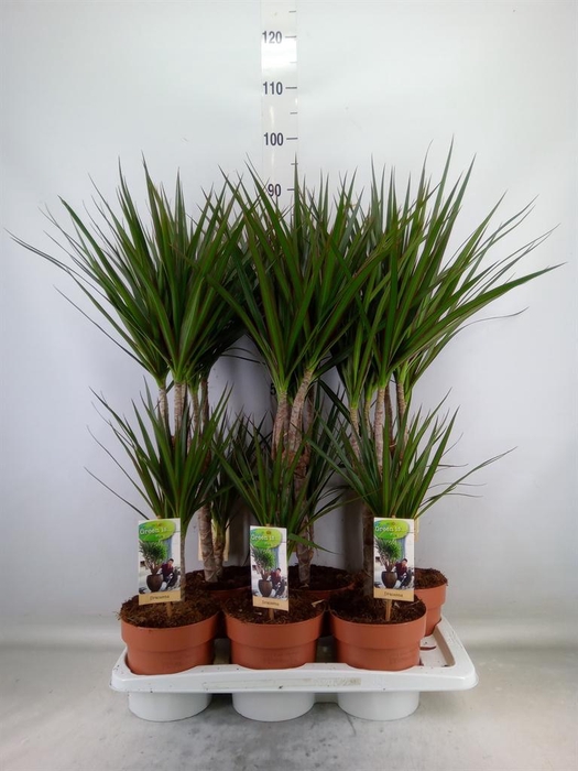 <h4>Dracaena marg.</h4>