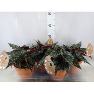 Begonia BD mac. 'Spotlight Green'