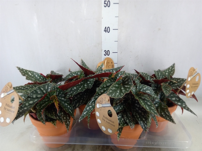 <h4>Begonia BD mac. 'Spotlight Green'</h4>