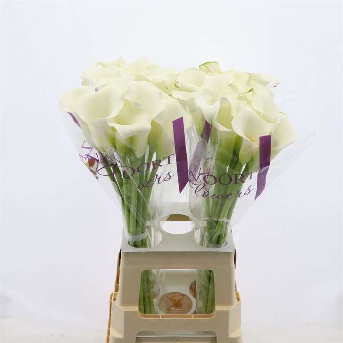 <h4>Calla Whitehorse | Heavy Quality</h4>
