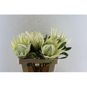 Protea Cy Artic Ice