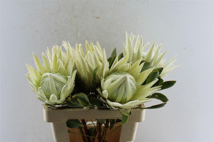 <h4>Protea Cy Artic Ice</h4>
