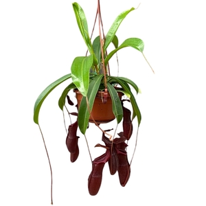 Nepenthes Monkey Jars Bill