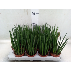 Sansevieria bacularis