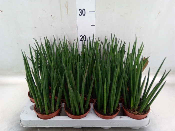 <h4>Sansevieria bacularis</h4>