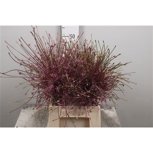 Allium Schubertii
