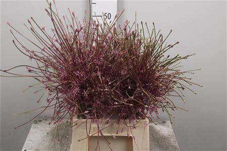 <h4>Allium Schubertii</h4>