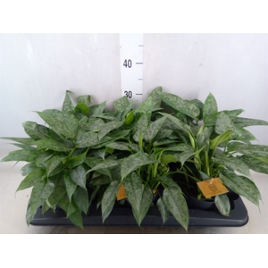 Schismatoglottis scortechinii