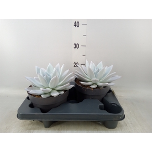 Echeveria  'Mexican Giant'