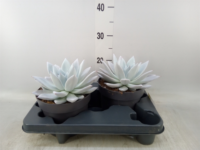 <h4>Echeveria  'Mexican Giant'</h4>
