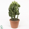 EUPHOR LACTEA CRISTATA P12