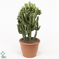 Euphorbia Lactea 9 cm (Decorum)