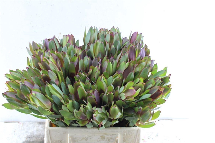 <h4>Leucad Senorita</h4>