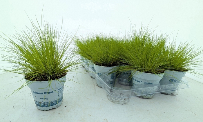 <h4>DESC FL AMILIME</h4>