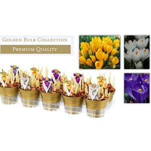 crocus mix 12cm