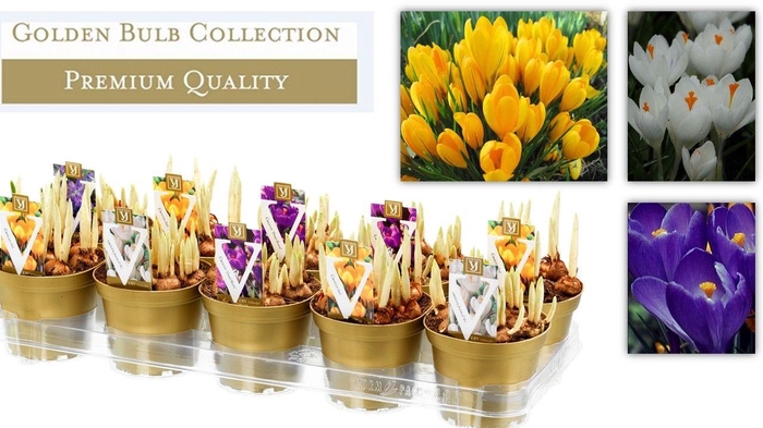 <h4>crocus mix 12cm</h4>