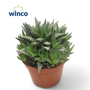 Haworthia Reticulata