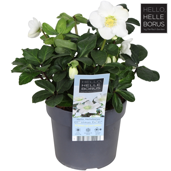 <h4>Helleborus niger 'Christmas Carol' P17</h4>