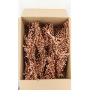 DF Gonio Tataricum Bs Orange 30cm