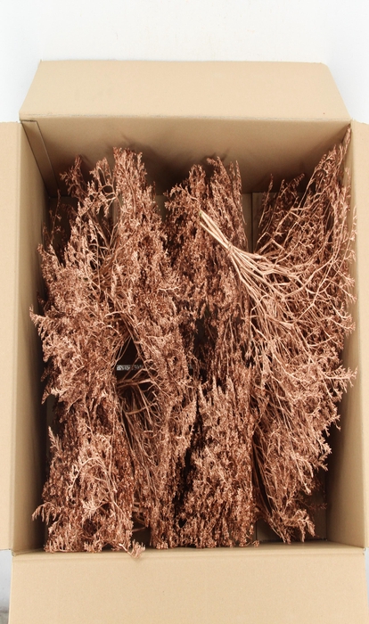 <h4>DF Gonio Tataricum Bs Copper 30cm</h4>