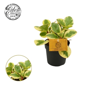 Peperomia Obtipan Bicolor 12cm