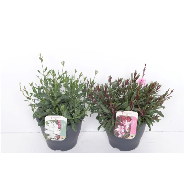 <h4>Gaura lind. mix</h4>