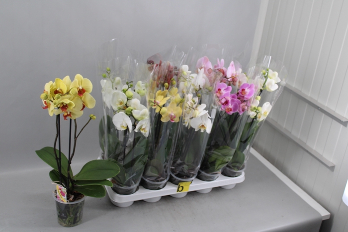 Phal Gem
