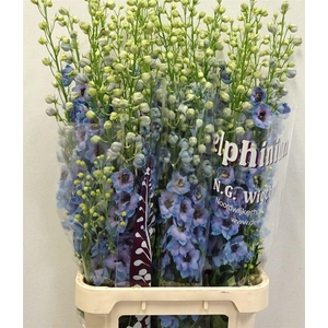 Delph Du Dewi Dark Blue Smile